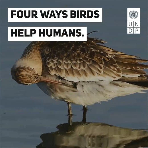 #MigratoryBirds are vital to the functioning of our planet’s ecosystems. This #WorldMigratoryBirdDay, here are 4️⃣ reasons why birds matter for people and for planet. | United Nations Development Programme - UNDP
