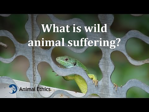 What is wild animal suffering?