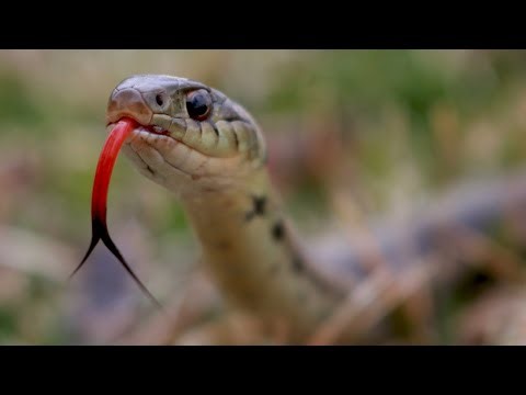 "Incredible Snakes Caught on Camera 🐍 | Shocking Moments & Rare Footage"
