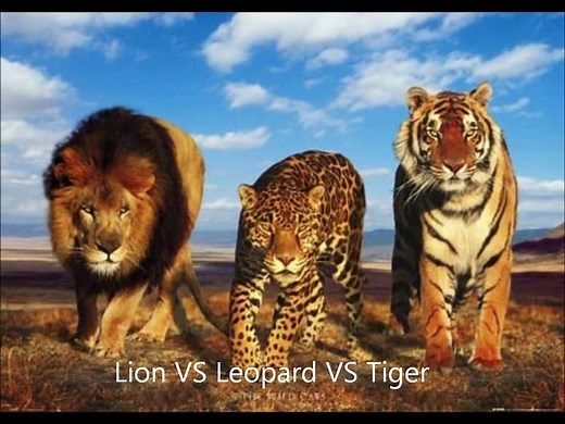 Leopard VS Tiger VS Lion