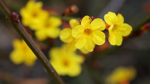 Spring arrives in Georgia as early blooms bring allergies and change