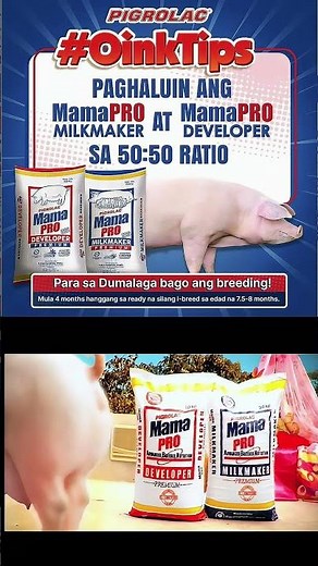 MamaPro Productive TVC #mamapro #pigrolacunahco #pigrolac #pigfarming #pigfeed #inahingbaboy #baboy