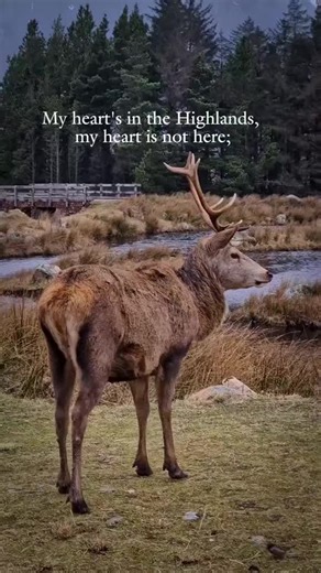 Experience the Unique Beauty of the Scottish Highlands