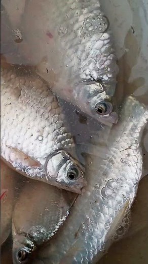 how many days fish grow