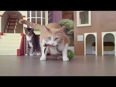 SmartyKat® Feather Whirl™ electronic cat toy