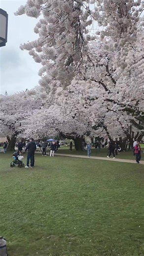 The Pacific Northwest is the most beautiful region in the US 🇺🇲🏔🏞 #Seattle #PNW #westcoast #washingtonstate #cherryblossom #UW #universityofwashington | Chris Nocon