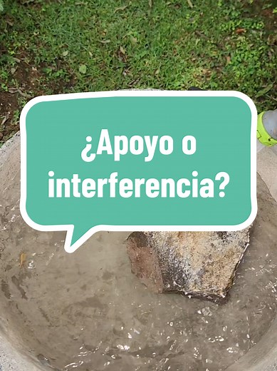 Bebedero natural para aves: apoyo vs interferencia