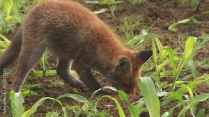 fox puppy plays on a field in summer