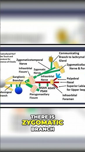 Zygomatic Nerve: Branches & Infraorbital Fissure Explained! #shorts