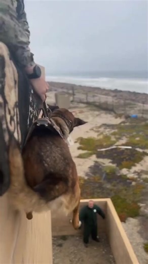 19K views · 1.1K reactions | #k9 #k9unit #policek9 #k9cop #k9gsds #k9security #k9protection #k9unit #k9lifeline #policek9intraining #policek9unit #k9lifesavers #k9handlers #k9cops #k9lifestyle #k9team #policedog #k9officer | K9 UNIT PROUD | Facebook