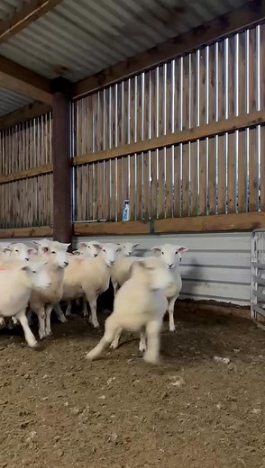 🐑 🤩 123 Romney ewe lambs available Hept P x2 💉 Bolused, vitamin drenched & wormed. 📍 Dumfries and Galloway 📞 Helen Marsden: 07778799261 | Farm Stock - Scotland Ltd