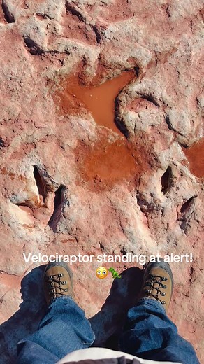 Velociraptor Tracks Reveal Alert Behavior in Dinosaurs