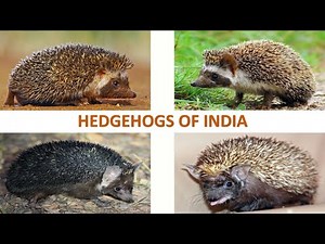 Hedgehogs of India 🦔 🇮🇳 | Mammals | Indian Animals