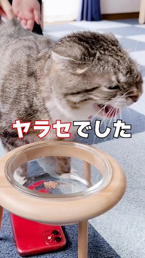シャーシャーモードはヤラセなんですか？ 今こそ真実をお見せするでごわす…😭 #猫