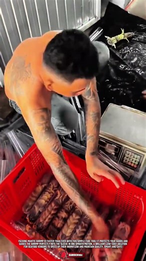 Simple Packing Tool for Fast and Safe Mantis Shrimp Packaging