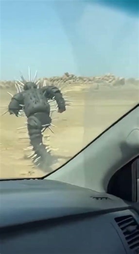 Spike Suit vs. Bear: The Wildest Chase! #SpikeSuit #BearChase #WildEncounter