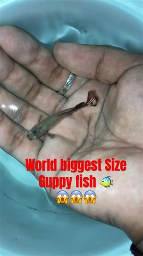 #guppy Bigg size guppy fish 😱 #aquarium #shortsfeed #shorts