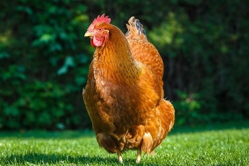Considering New Hampshire chickens? The 18 things you must know first — The Featherbrain