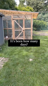 Broody hen update #quail #coturnixquail #coturnixcoturnix #coturnixjaponica #birdlover #birdfreaks #adorableanimals #coturnixquailofinstagram #quailofinstagram #quailsofinstagram #quailtok #thequailybunch #homeschool #homestead #homesteading #homesteadlife #cuteanimals #kwekkwek #farmersmarket #babyanimals #cuteanimals #broody #broodyhen | The Quaily Bunch