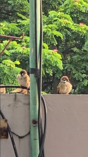 A Flock of Maya Bird