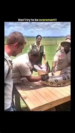 meme | movie account 🍿🎥🎬 on Instagram: "Giant pythons are among the world's longest snakes, primarily the Reticulated Python (longest) and Burmese Python, known for their immense size, powerful constriction, and ability to swallow large prey whole, with some individuals exceeding 20 feet, making them significant apex predators in their Asian and introduced American (like Florida) habitats, often featuring in wildlife documentaries, conservation efforts, and even folklore. . . . . . . 🇯🇵 Jap