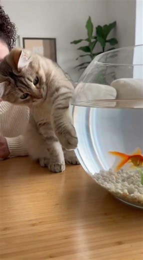 Cute Kitten plays with Goldfish #cuteanimal #cat