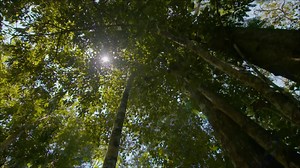 A cruise in the Amazon is a feast for the senses as natural drama unfolds - from the sounds of the jungle to magical rainforest vistas and vibrant sunsets. Luxurious comfort on board complements the daily excitement as you savor the taste of 5-star contemporary Peruvian cuisine and then sink into the incredible softness of your sheets in your luxurious design suite at night. With new cruise dates announced on two new Aria Amazon cruise departures November 27th and December 1st, it is the perfect