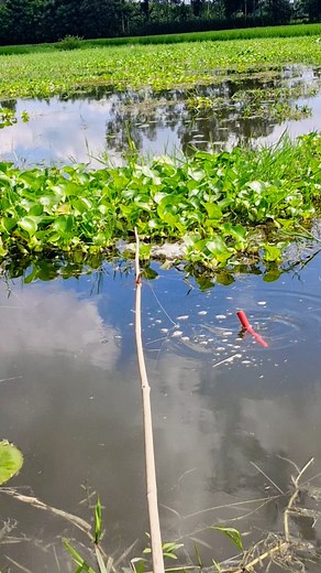3.4M views · 20K reactions | The best way to hook fishing in pond (Part-1309)  #hookfishing #fishing #sohelhub #fishinglife #USA #naturevibes | Sohel Hub | Facebook