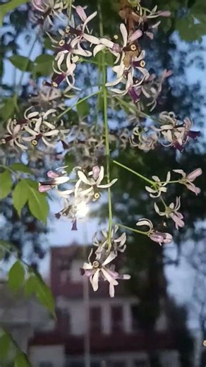 Melia Azedarach Tree 🌳 | Chinaberry #flowers #gardening #plants #nature