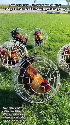 Innovative Spherical Rolling Cages For Safe Poultry Foraging