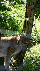 The ghost of the forest 🐾 #lynx #wildlife #celticrainforest #wildliferescue #wildlifesanctuary #ireland #discoverireland #discoverdonegal #wildatlanticway #tourismireland #cat #wildcat | Wild Ireland