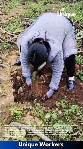 Harvesting root vegetables: a simple guide to digging up the crop