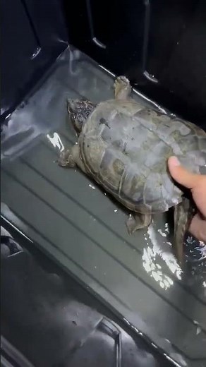 Proper way to Pick up and Carry your SNAPPING TURTLE without Hurting it