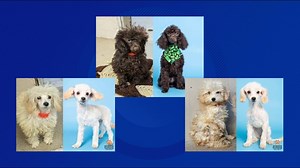 These poodles just survived a house fire in Phoenix. Now they are looking for a new home