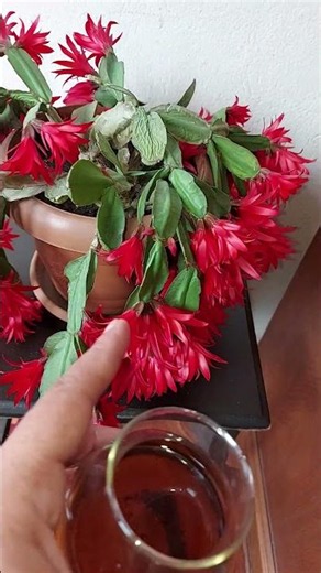 Pour a Little on the Roots and Your Easter Cactus Will Suddenly Bloom Abundantly