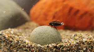 Black Diving Beetle, Agabus bipustulatus. It's able to get air from the surface and make a bubble under its wings, the bubble is also known "physical gill" Creatures live in a pond, river. Insects
