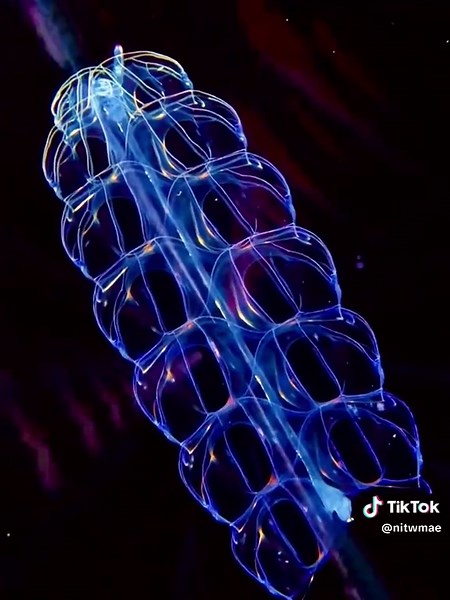 Some baby fish in this one #lyrics #marinebiology #ocean #edit #fyp #fishedit #fish #marinife #deepseaedit #deepsea #deepseacreatures #vent #seacreaturesedit #sealife #anglerfish #bioluminescence #larvalfish #miniaturetigers