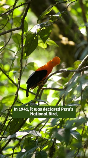 3.3K views · 56 reactions |  Deep in the heart of Peru’s Amazon...