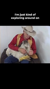 The foal becomes accustomed to human touch from the beginning. #imagineahorse #horsetrainer #EquineTraining #younghorsetraining #foaldevelopment #naturalhorsemanship #horsetrainingtips | Imagine A Horse