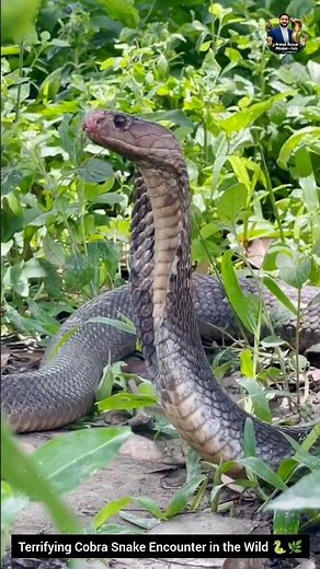 Terrifying Cobra Snake Encounter in the Wild 🐍🌿 #snake #wildliferescue #cobra #wildlifeentertainment