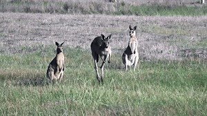 Three Eastern Grey Kangaroos Hopping Open Stock Footage Video (100% Royalty-free) 3610834007 | Shutterstock