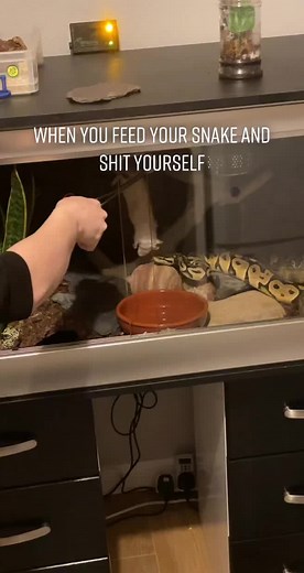 Feeding a Yellow Python: A Funny Encounter