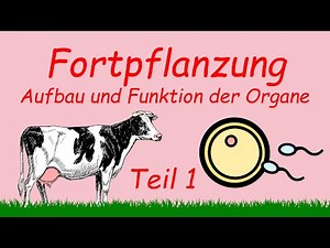 Fortpflanzung - Teil 1 | Podcast | Kuhles zum Kauen