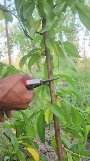 Peach Tree Training & Pruning Tips 🍑 | Set the Base for Heavy Fruiting 🌿#PeachFarming #peachpruning