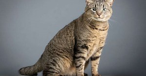 Gato tigrado: 6 raças que se destacam pela pelagem