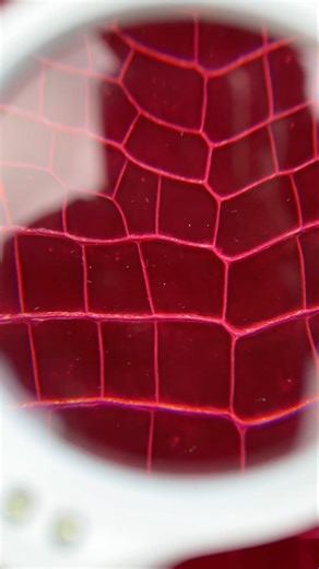 Do you know this Nile croc 🐊 color name ? #handbags #fashion #fyp #shorts #handmade #usa