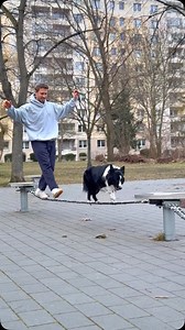 One of them cheated and it wasn’t Ninja 🤓 @andi.woehle . . #balance #parkour #bordercollie | Parkourcollie Ninja