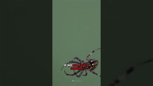 Why killing all spiders might be a terrible idea