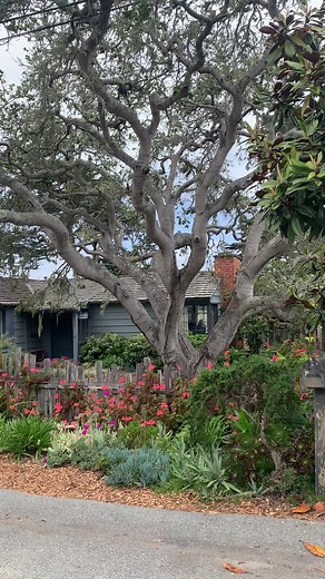 Hummingbird Cottage Tour with a Surprise!