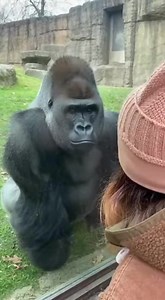 Gorilla Romance Gone Wrong 😂🦍💔 #AIreel #AIfunny #AIanimals #AIfun #CreativeAI #AIvideo #AImagic | Gorilla Fury